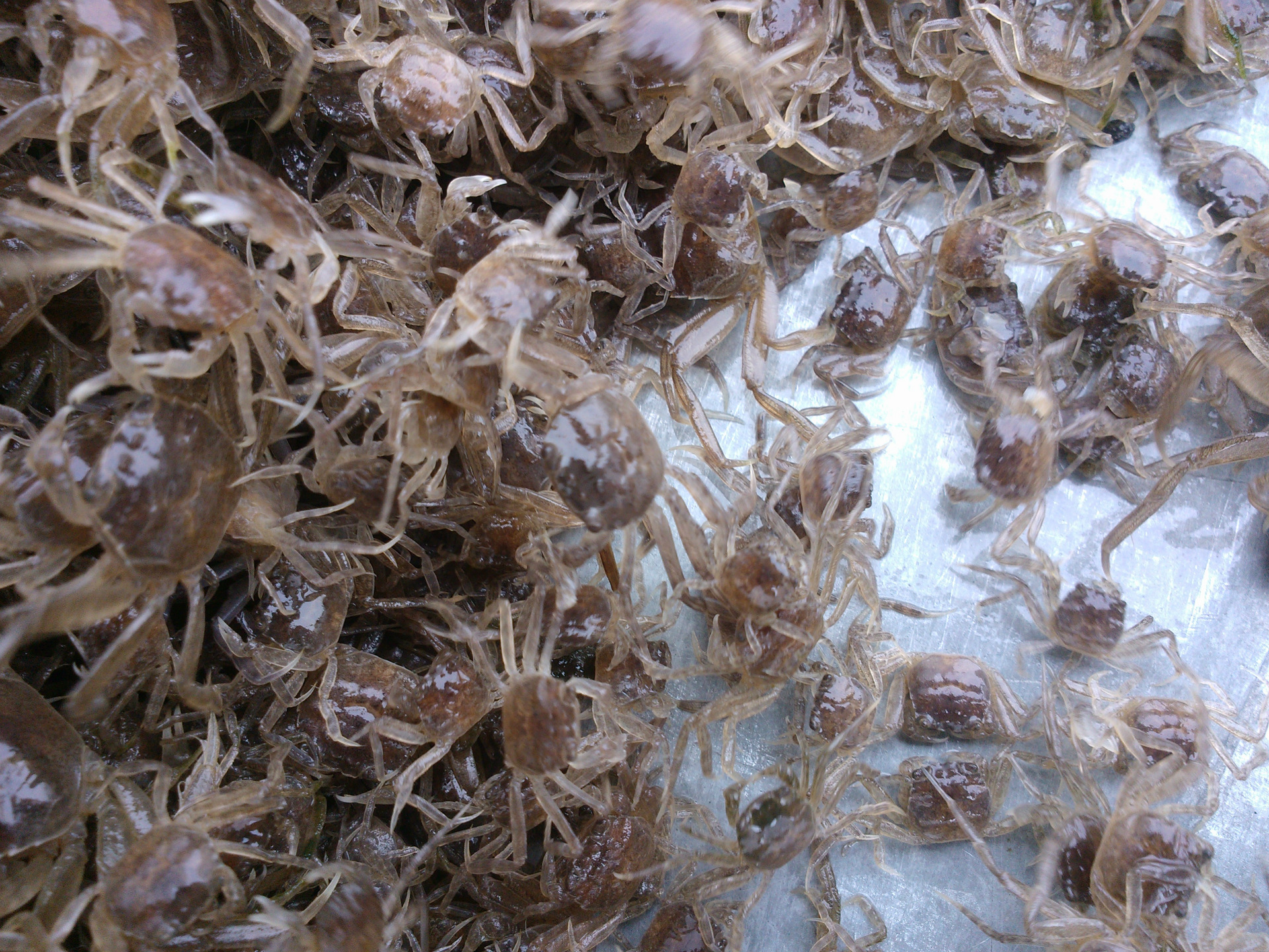 中华绒螯蟹幼蟹图片