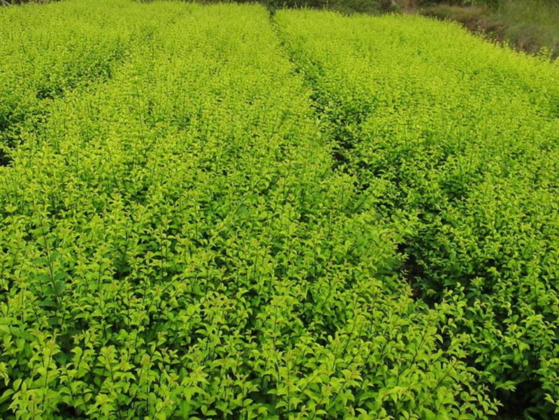 苗圃价大量供应结香金边黄杨瓜子黄杨批发价格
