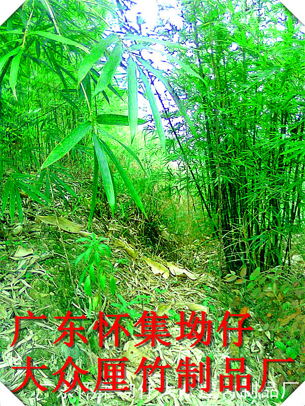 坳仔厘竹,矢竹厘竹_大山谷图库