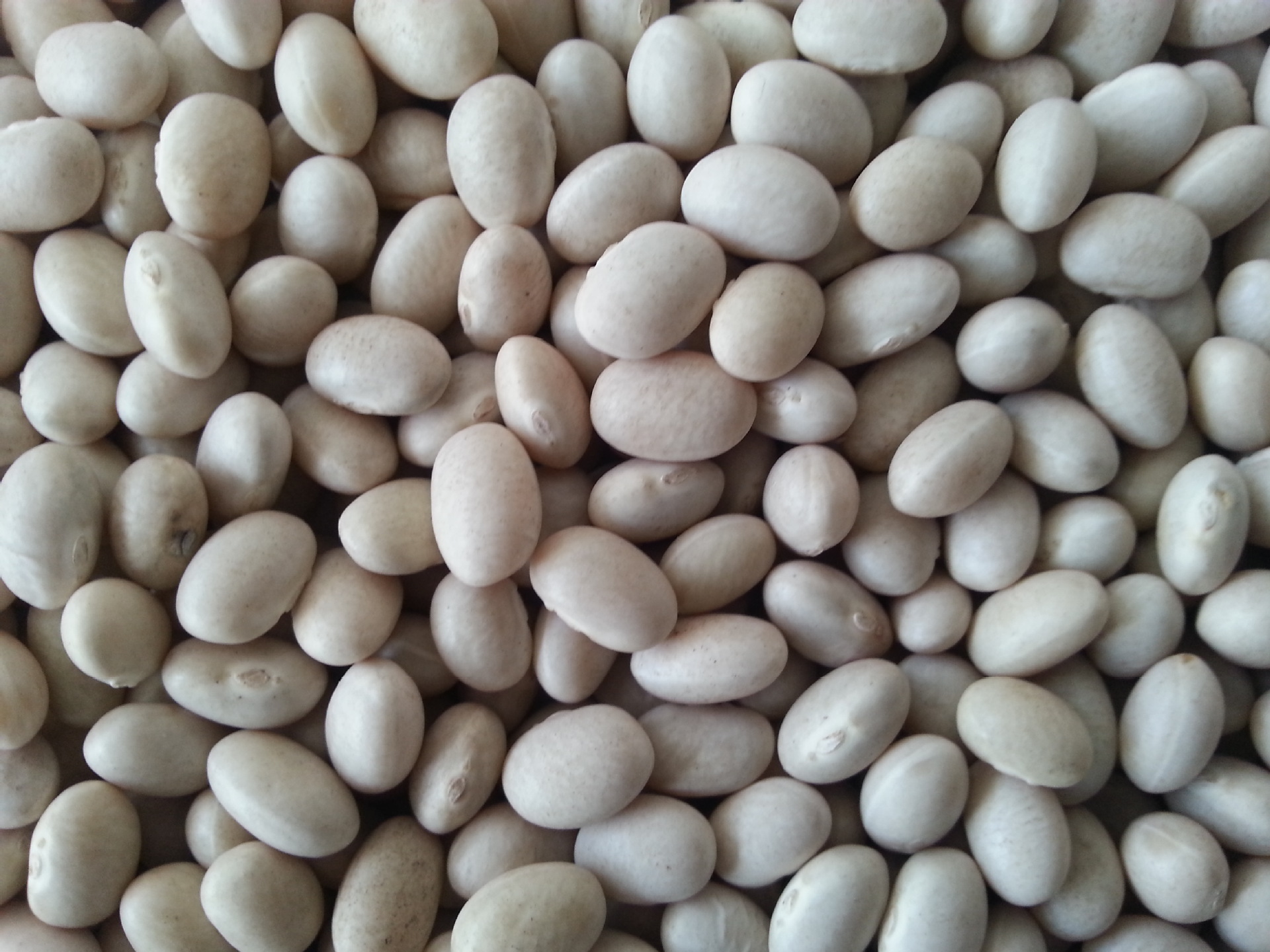 供应14年海军白芸豆