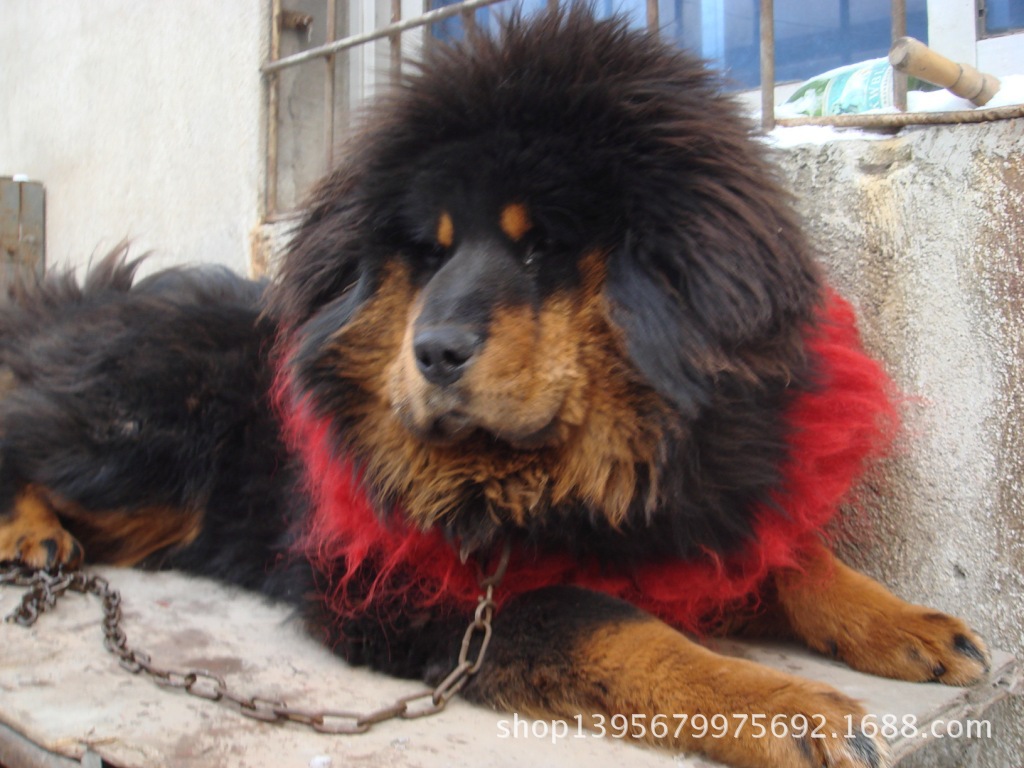 寵物狗 藏獒 藏獒幼犬 藏獒犬 長毛大獅頭藏獒 公母都有免費運輸