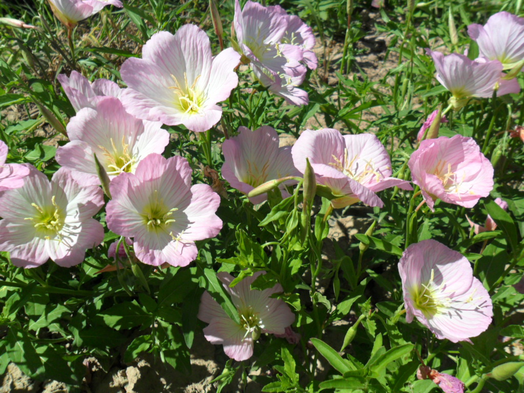 【花卉種子批發 月見草 夜來香種子 粉花月見草園林植物 園藝綠化】甘