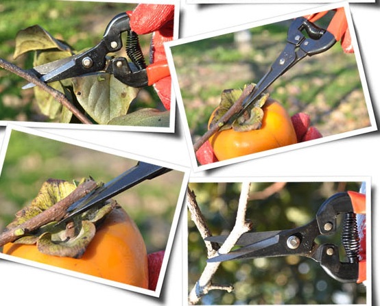 韩国花信疏剪果实的剪刀 摘果剪 修枝剪 园艺p-170 多功能剪刀