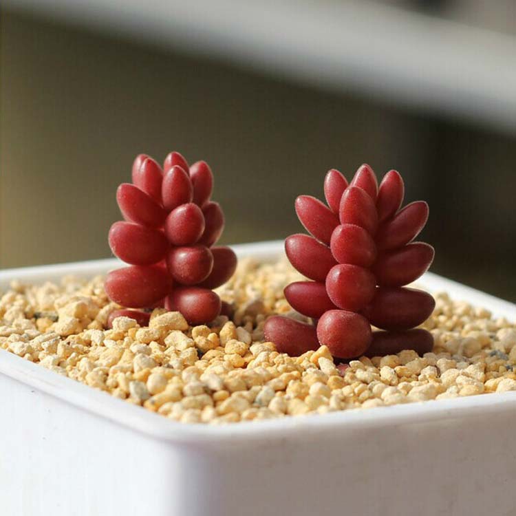 珊瑚珠多肉植物景天科 桌面盆栽植物 防辐射 净化空气 吸甲醛