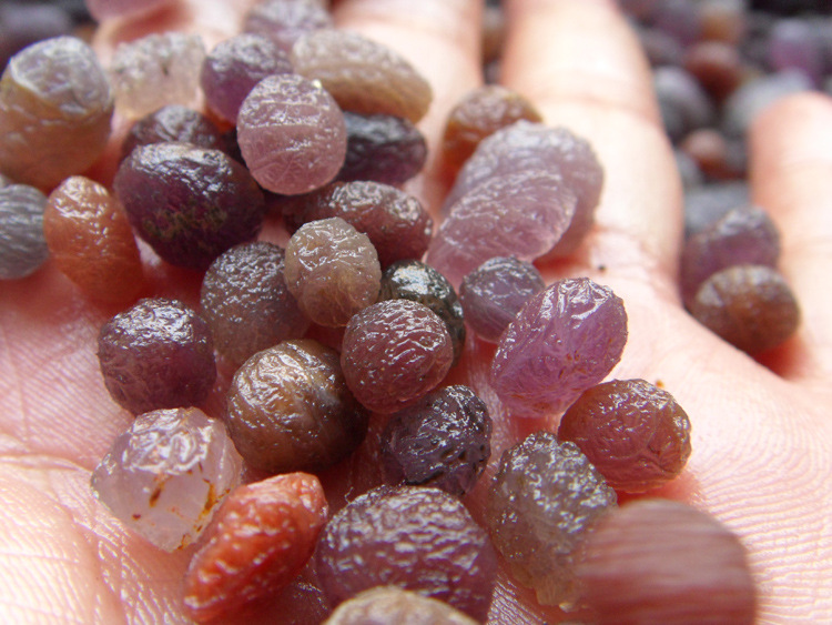 新疆精品紫罗兰 葡萄干玛瑙