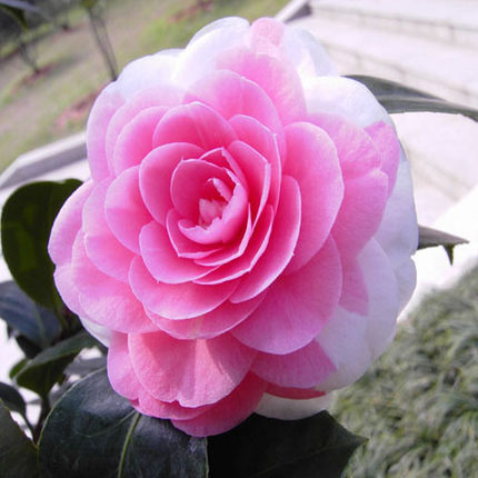 盆栽新品带花苞的迪斯茶花,三年以上生,冠