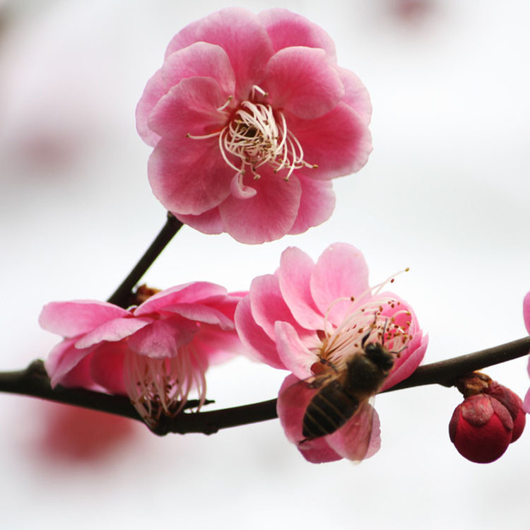 出售 红绿梅苗 盆栽盆景 规格齐全 当年开花 量大优惠