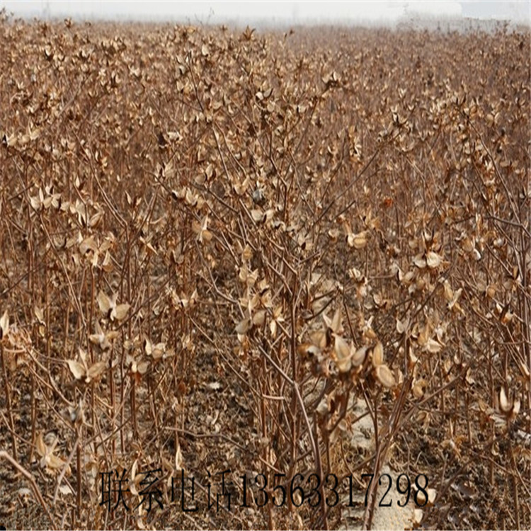 大量批发棉花柴 生物质燃料_供应产品_日照市谦牧生物科技有限公司