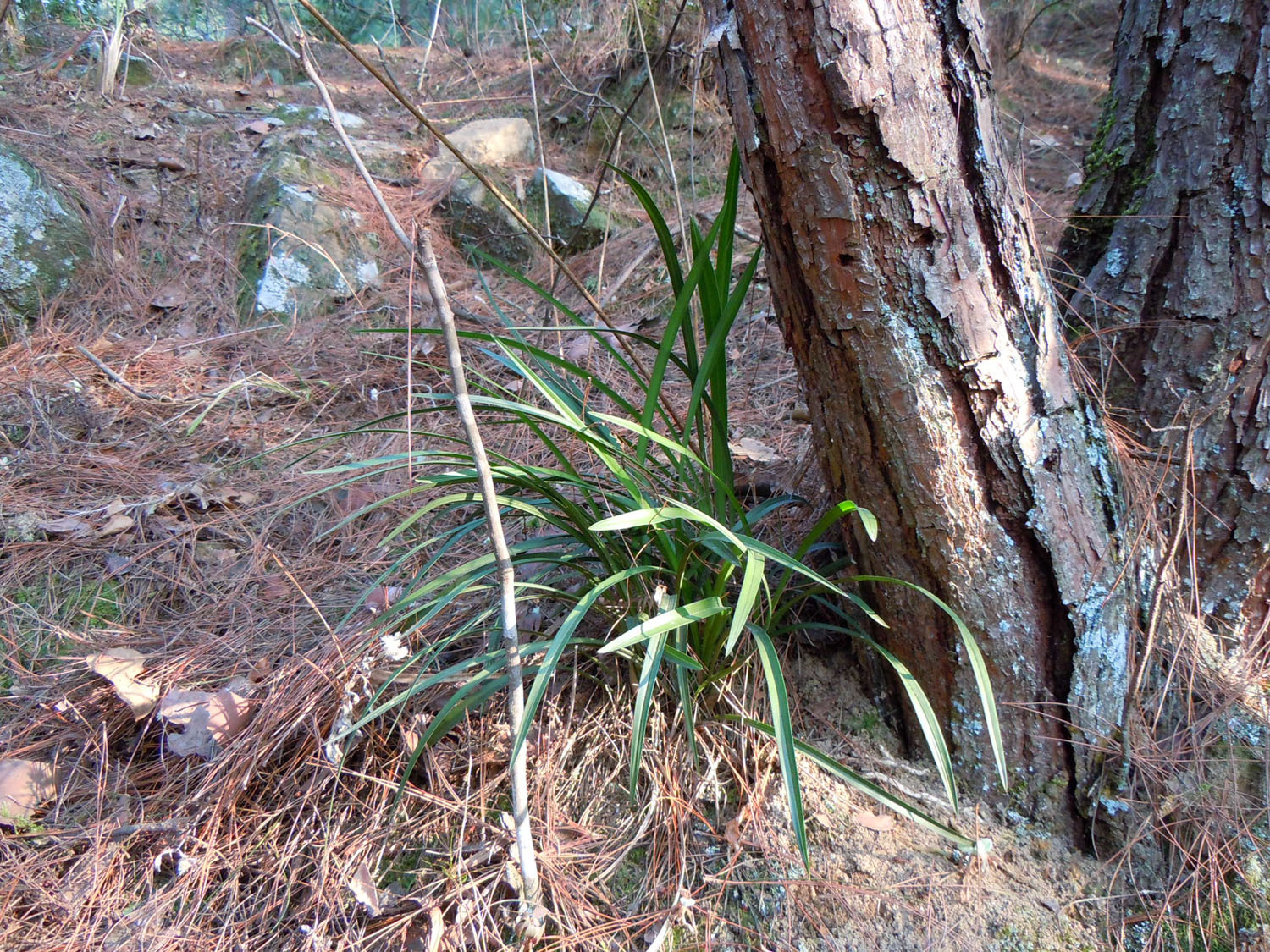 野生下山兰花苗