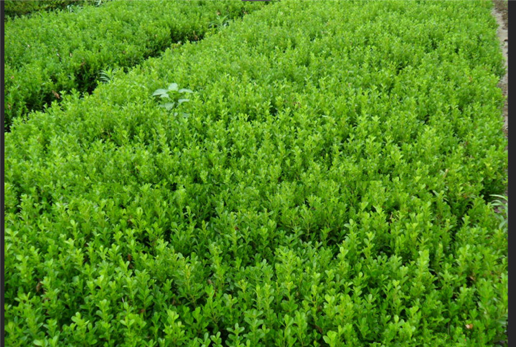 批发求购灌木 绿化工程苗木绿篱植物 p25cm直径瓜子黄杨球