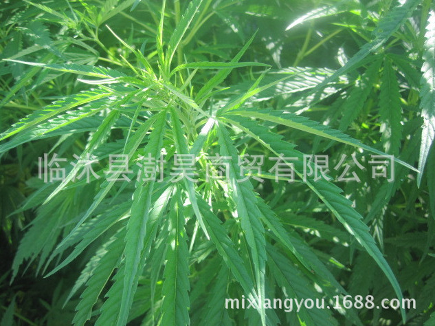 麻杆草,麻边草,麻草(第5页)_大山谷图库