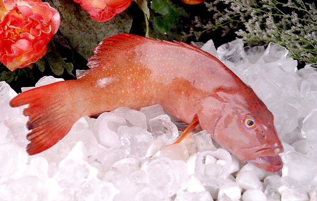 鲜活东星斑批发海鲜鱼类东星斑酒店采购海鲜批发燕尾斑