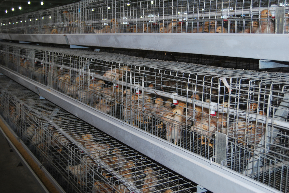 小鸡最重要,专业的雏鸡育雏笼,让小鸡健康成长