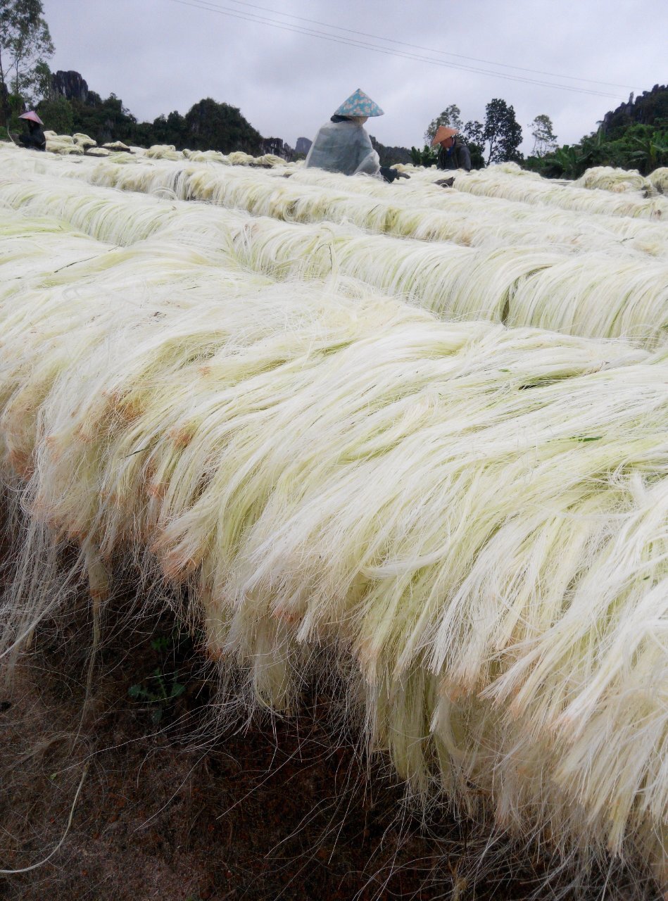 剑麻厂家剑麻纤维进出口剑麻加工漂泊剑麻丝定做开发各种剑麻产品