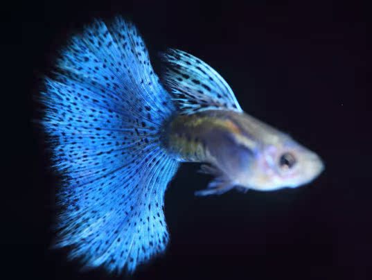 蓝草尾孔雀鱼兰草孔雀鱼热带鱼纯种水族观赏鱼批量直销