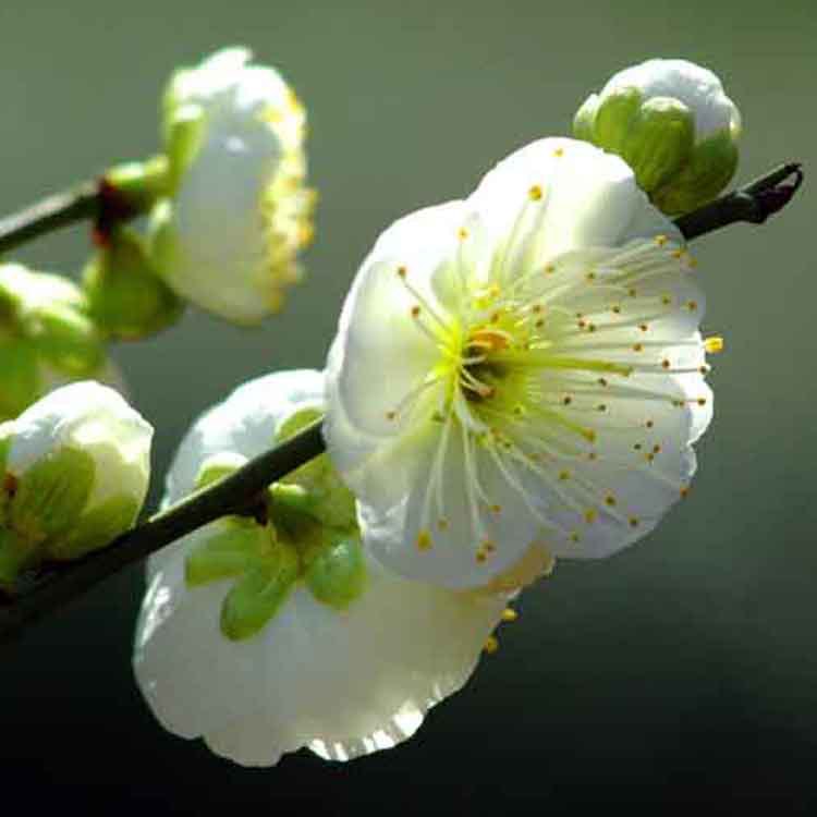 庭院盆栽绿梅小苗绿梅苗当年开花规格齐全量大优惠