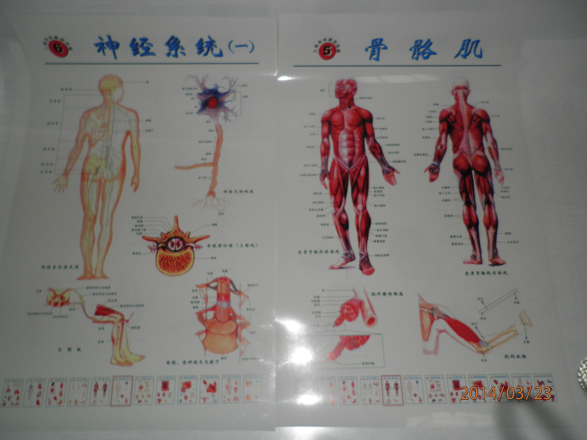 产品有【12张,7张,5张】一本.图片,本厂批发,医院pvs人体解剖挂图.