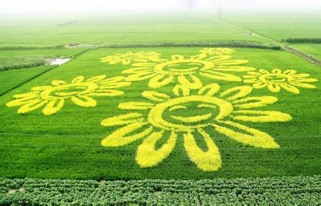 彩色稻田种植是否该被遏制