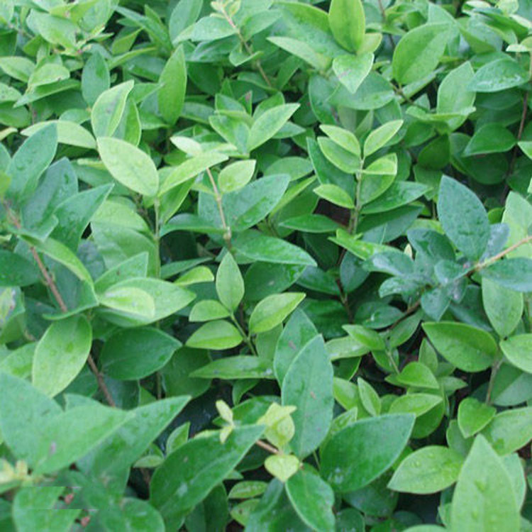 庭院小区工程绿化金森女贞常绿灌木或小乔木