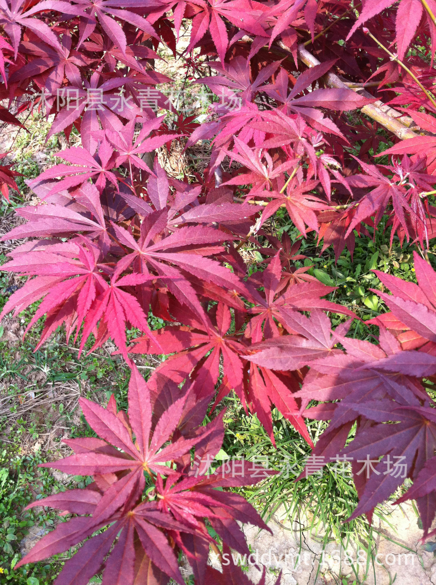 永青花木場出售優質常年紅紅楓小苗 三季紅紅楓小苗圖片_11