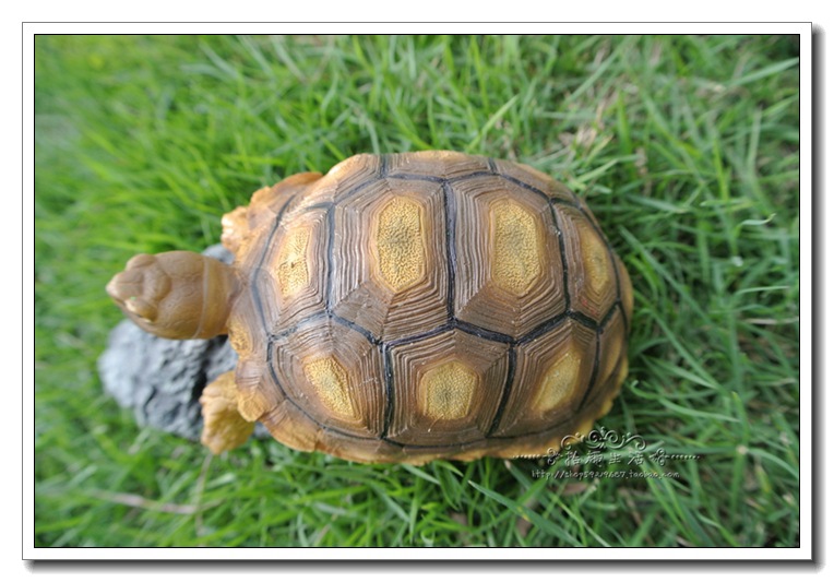 苏卡达陆龟 仿真乌龟模型 树脂工艺品 摆件 居家装饰 定制产量