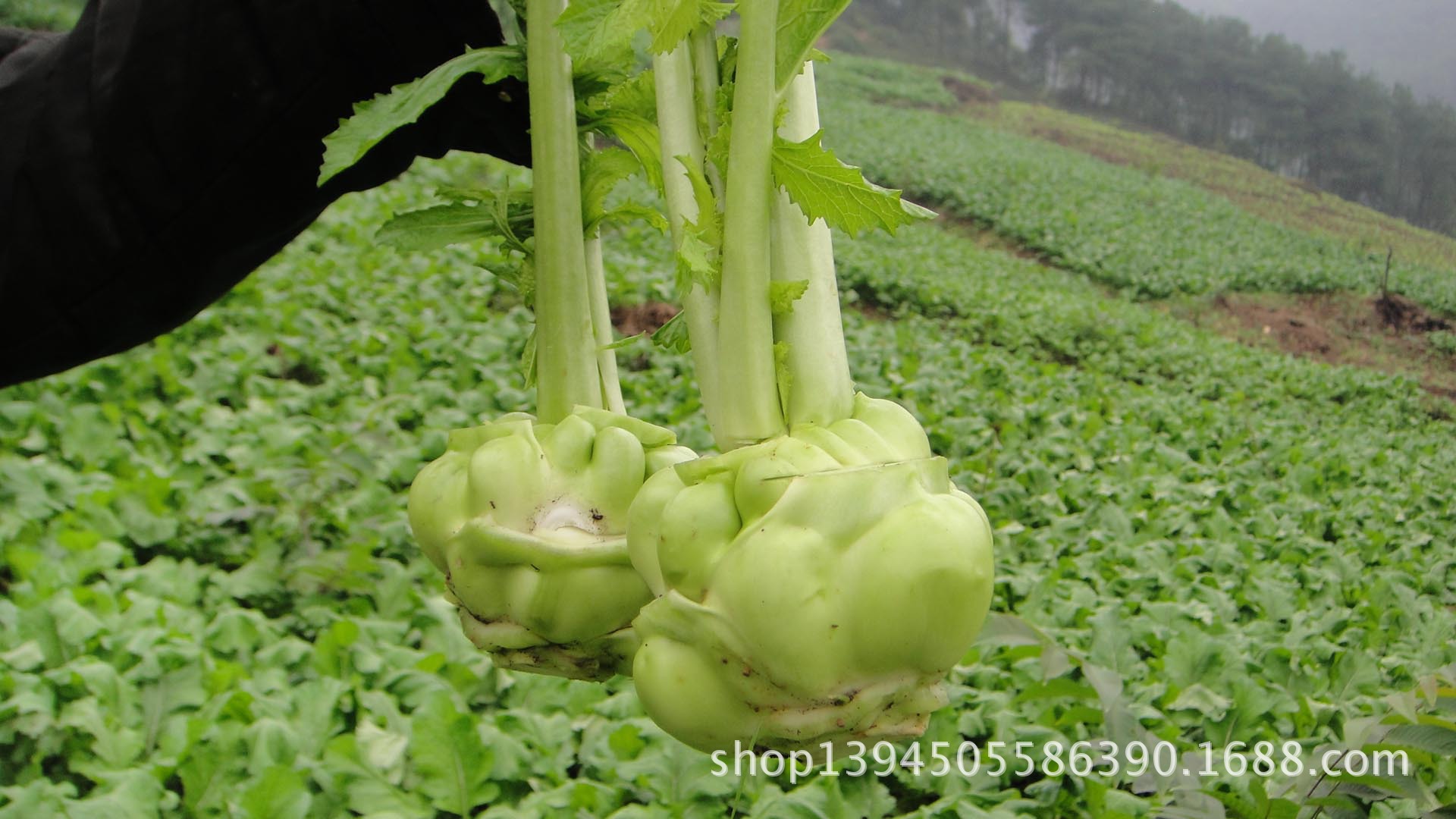 时令的皮薄脆嫩的新鲜榨菜块