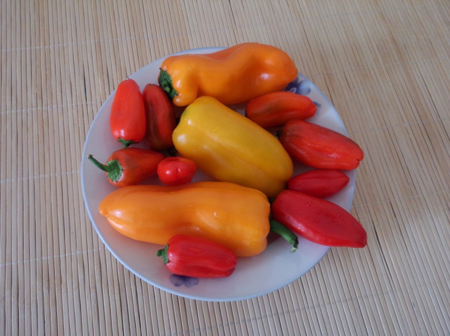 批发新鲜水果椒生吃的甜椒(三色:红橙黄) 颜色大小视采摘随机