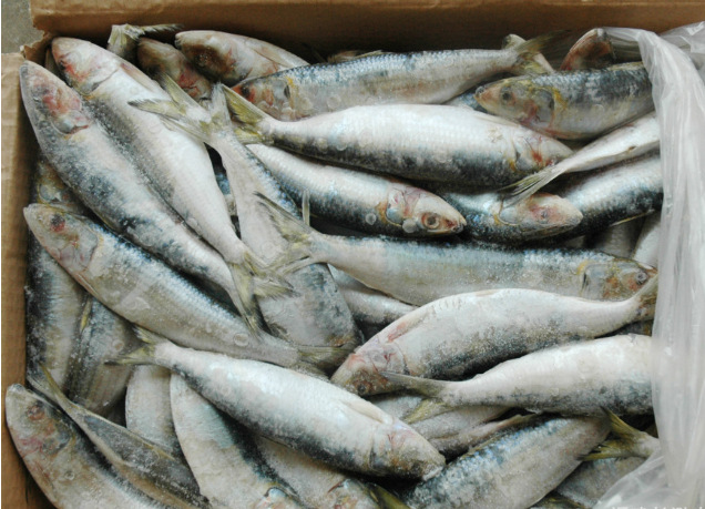 精选进口鱼 代理香港越南进口清关 正常货品只需提单,清单,发票