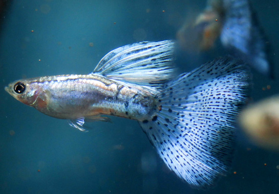 兰草孔雀鱼 批发台系孔雀鱼 蓝草尾精品热带鱼 纯种水族观赏鱼
