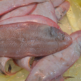 青岛特产 鲜鱼野生舌头鱼 龙鳞鱼 鲜活海产品500克