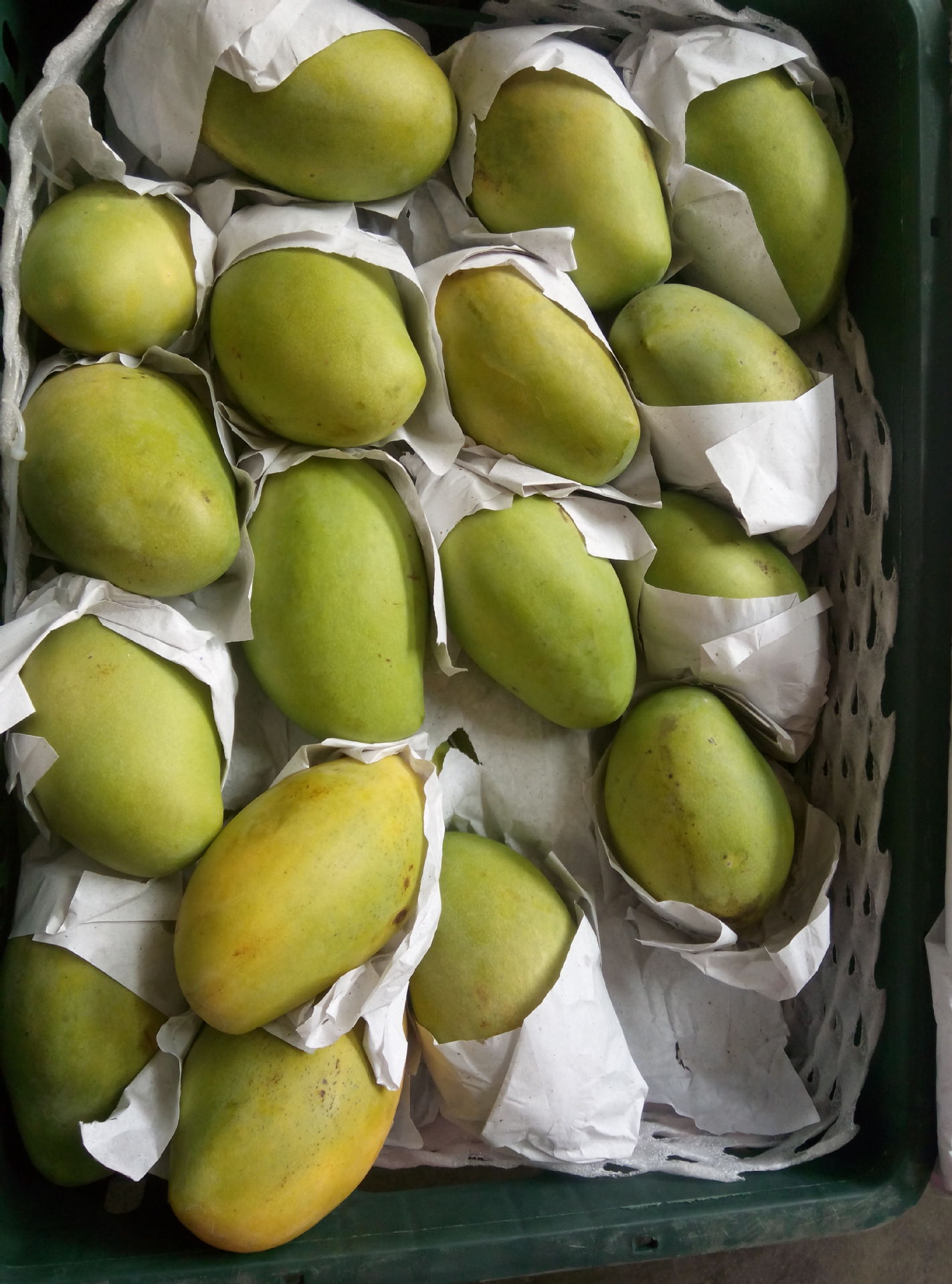 新鲜水果 越南进口玉芒 青皮芒果 一件起批 一件30kg左右