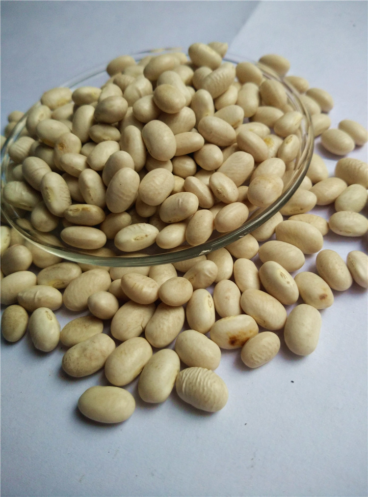 【志川食品经典批发 供应优质粮油作物小雪豆豆类食品