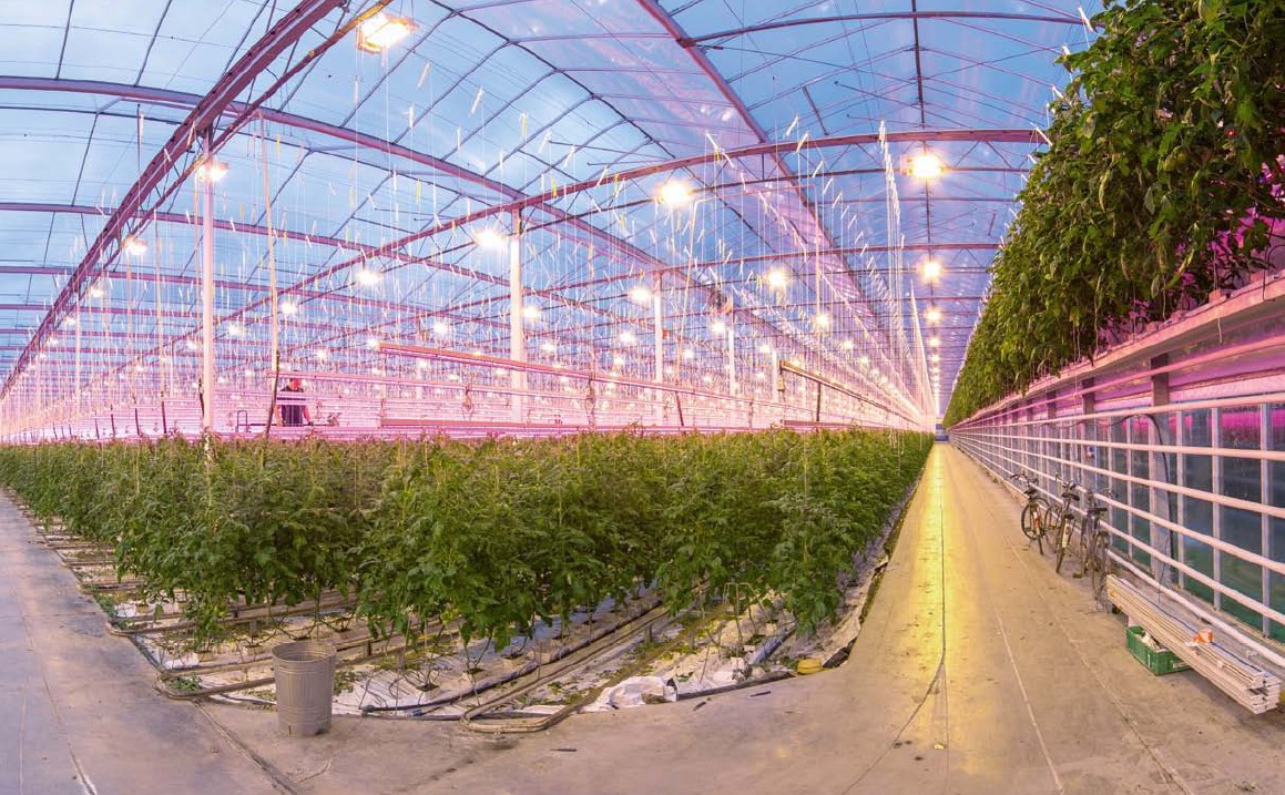 国外农业新技术---植物工厂