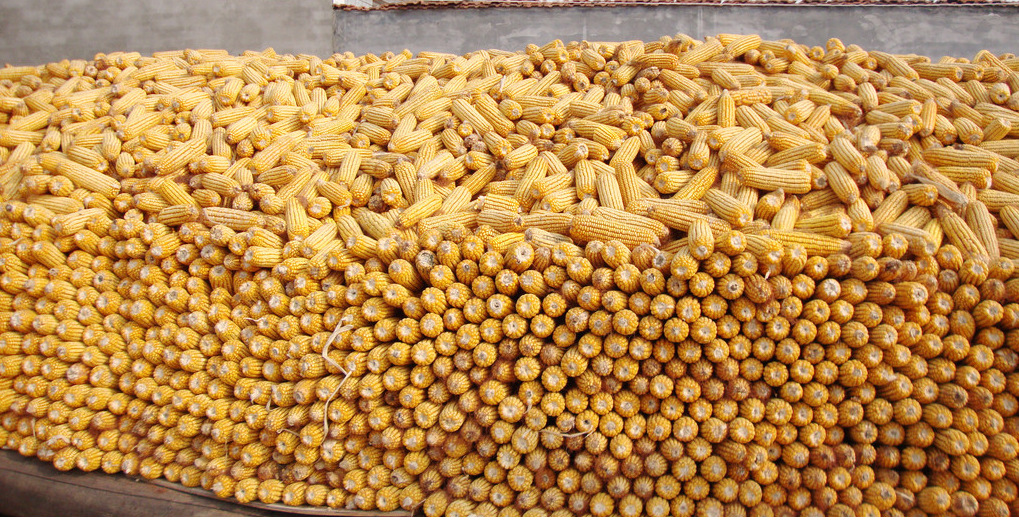 大量供应玉米