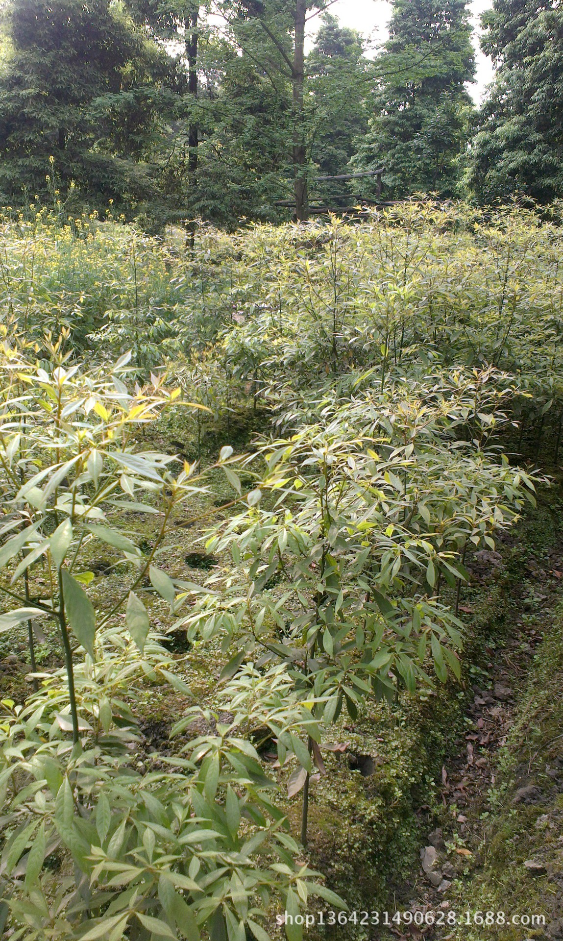 請認準金絲楠木最細葉葉子邊緣呈金黃色