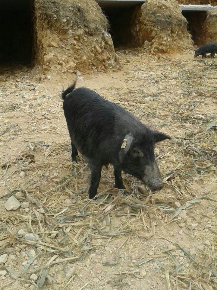 供应纯种藏香猪公猪生猪南方地区饲养