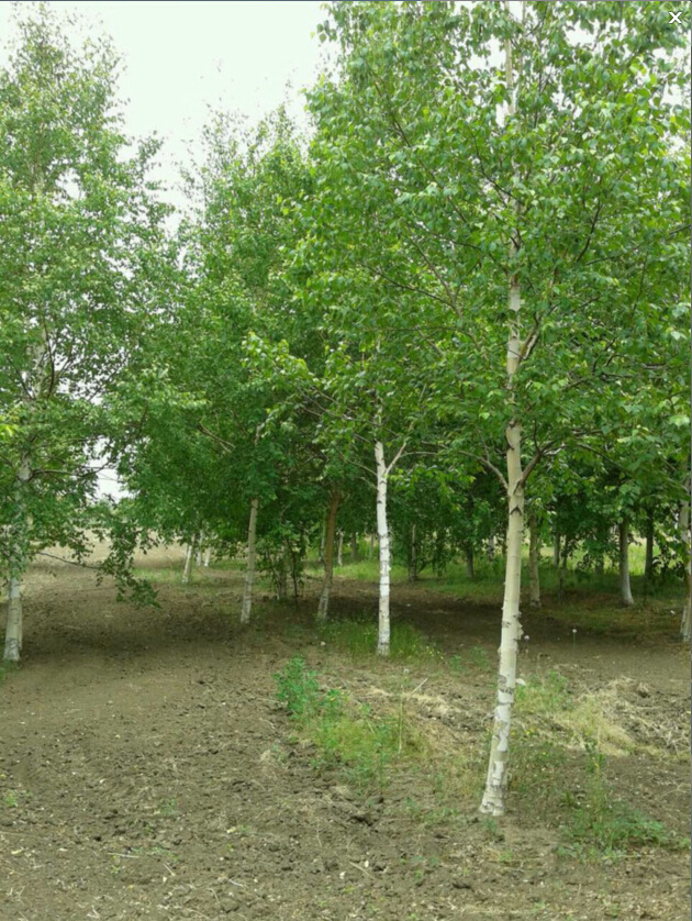 【辽宁紫东苗圃大量供应】白桦量大从优物美价廉欢迎前来订购