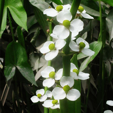 小慈姑批发重庆水生植物水生花卉园林绿化植物慈姑基地直供