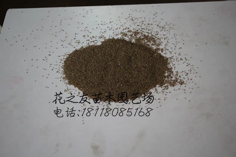 批发供应草坪种子草种草籽矮生百慕大种子狗牙根净子