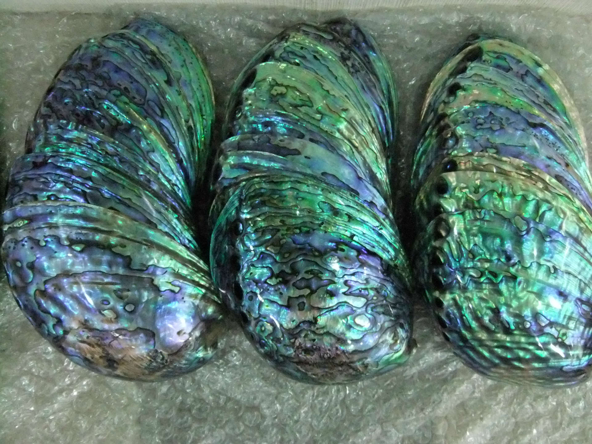 大量供应天然鲍鱼贝,抛光鲍鱼壳,新西兰鲍鱼壳