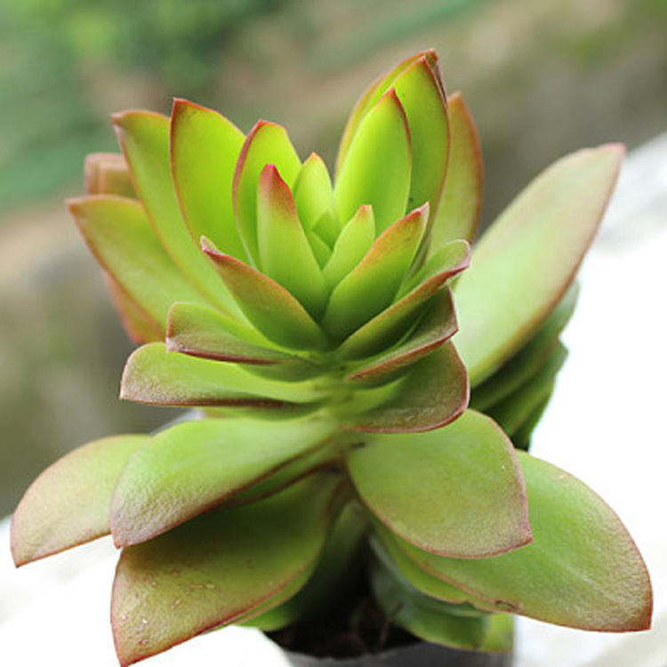 多肉植物景天科【火祭】肉肉植物盆栽 办公桌绿植花卉 量大从优