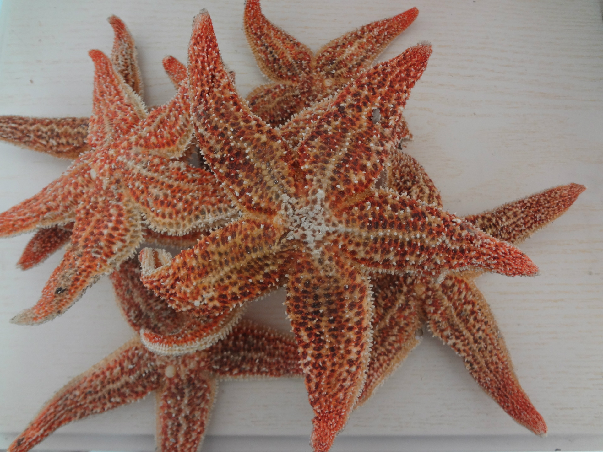 大量供应 海星批发 品种齐全质优价廉 福记