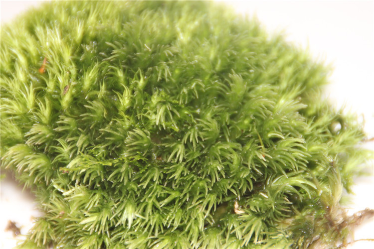 新鲜野生白发藓 微景观diy搭配摆件 11*8cm 小白发盆景批发