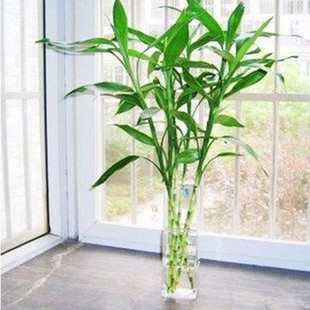 办公植物 水培植物 观音竹 富贵竹 转运竹 大叶竹 客厅必备