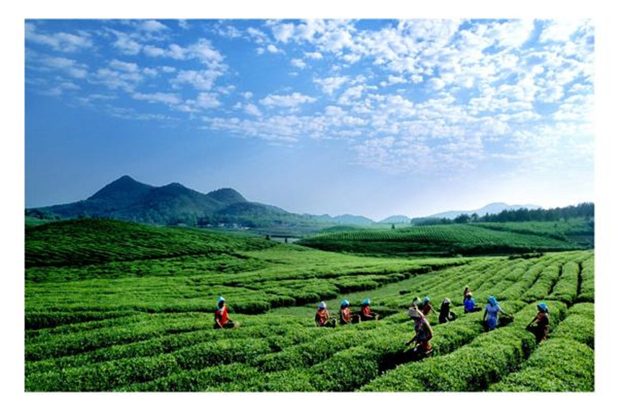 石阡苔茶 贵州高山绿茶 大众茶