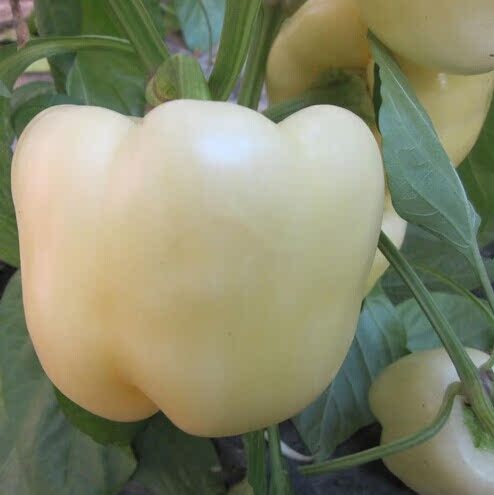 蔬菜种子 白玉彩椒种子 中晚熟乳白色甜椒 灯笼椒 肉厚美观 1g/包