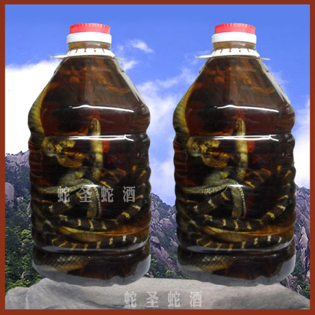 蛇圣蛇酒 20斤装蛇胆酒 胆汁酒 各种名贵蛇胆泡制而成
