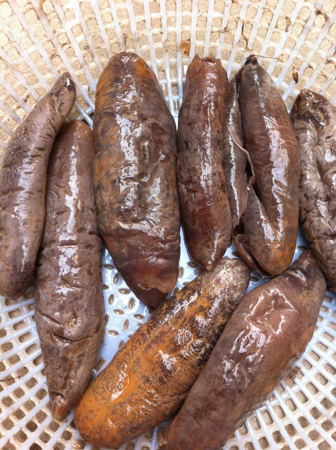 茄参 泥巴参 价格低廉 营养丰富 大量批发