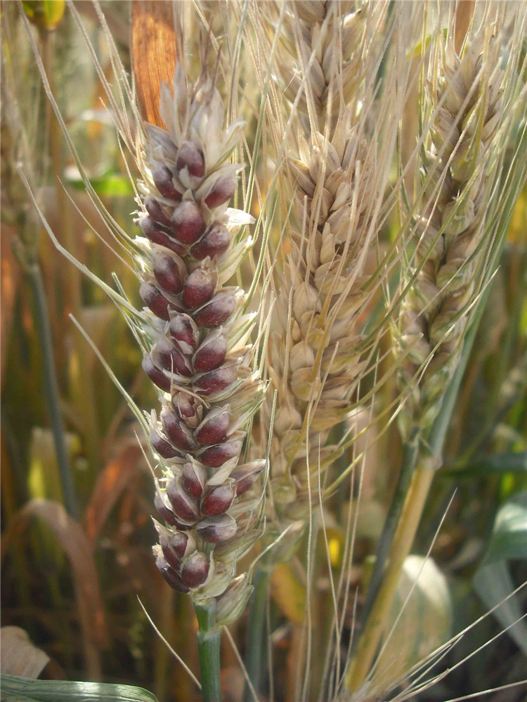 护齿壮骨黑麦中含有的微量元素氟是骨骼和牙齿的重要成分,经常食用