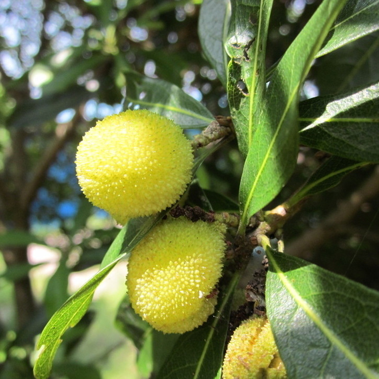 【鹏源花卉】供应水晶杨梅果树 销售各种规格果树 量大优惠